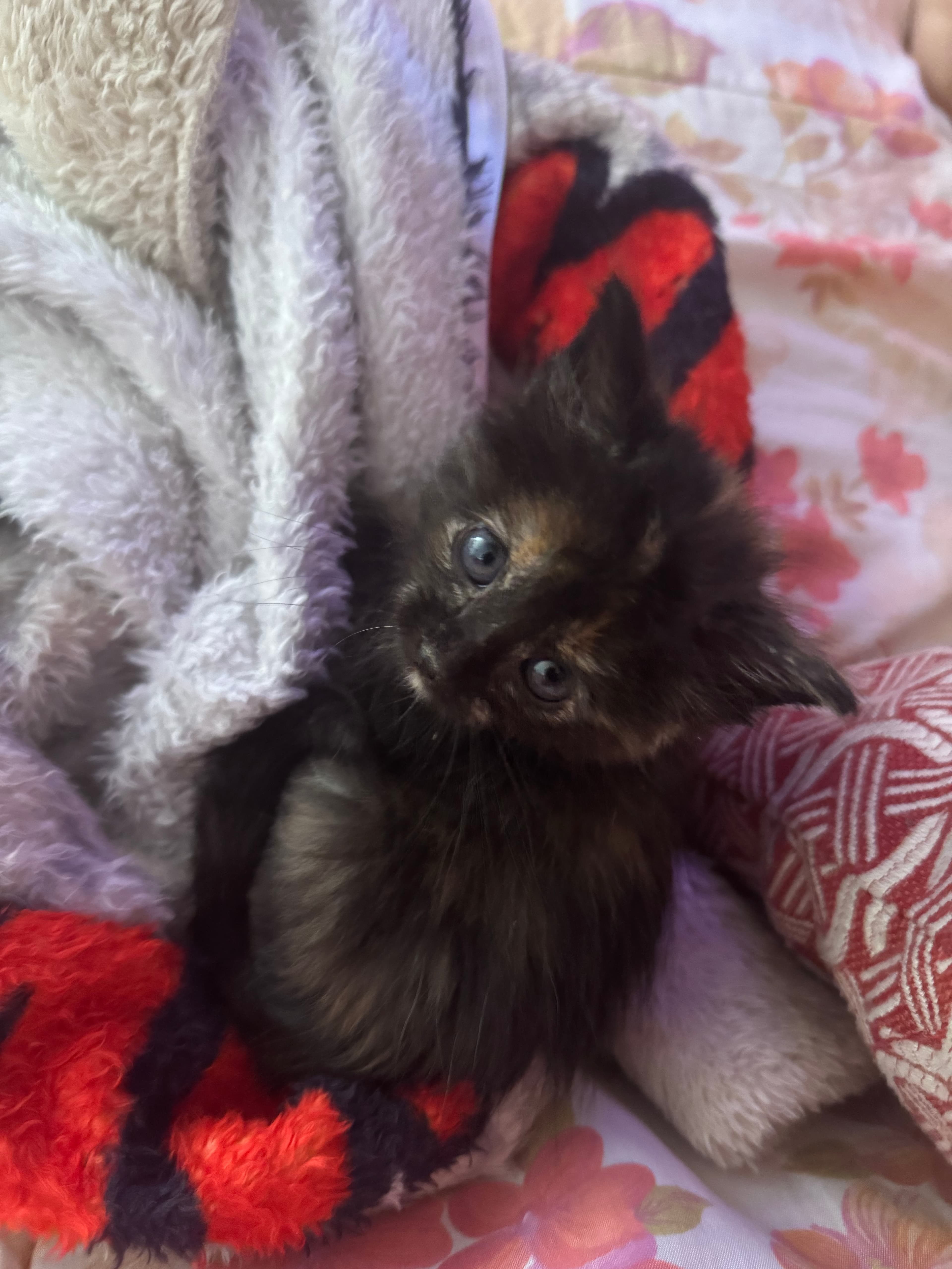 Misky