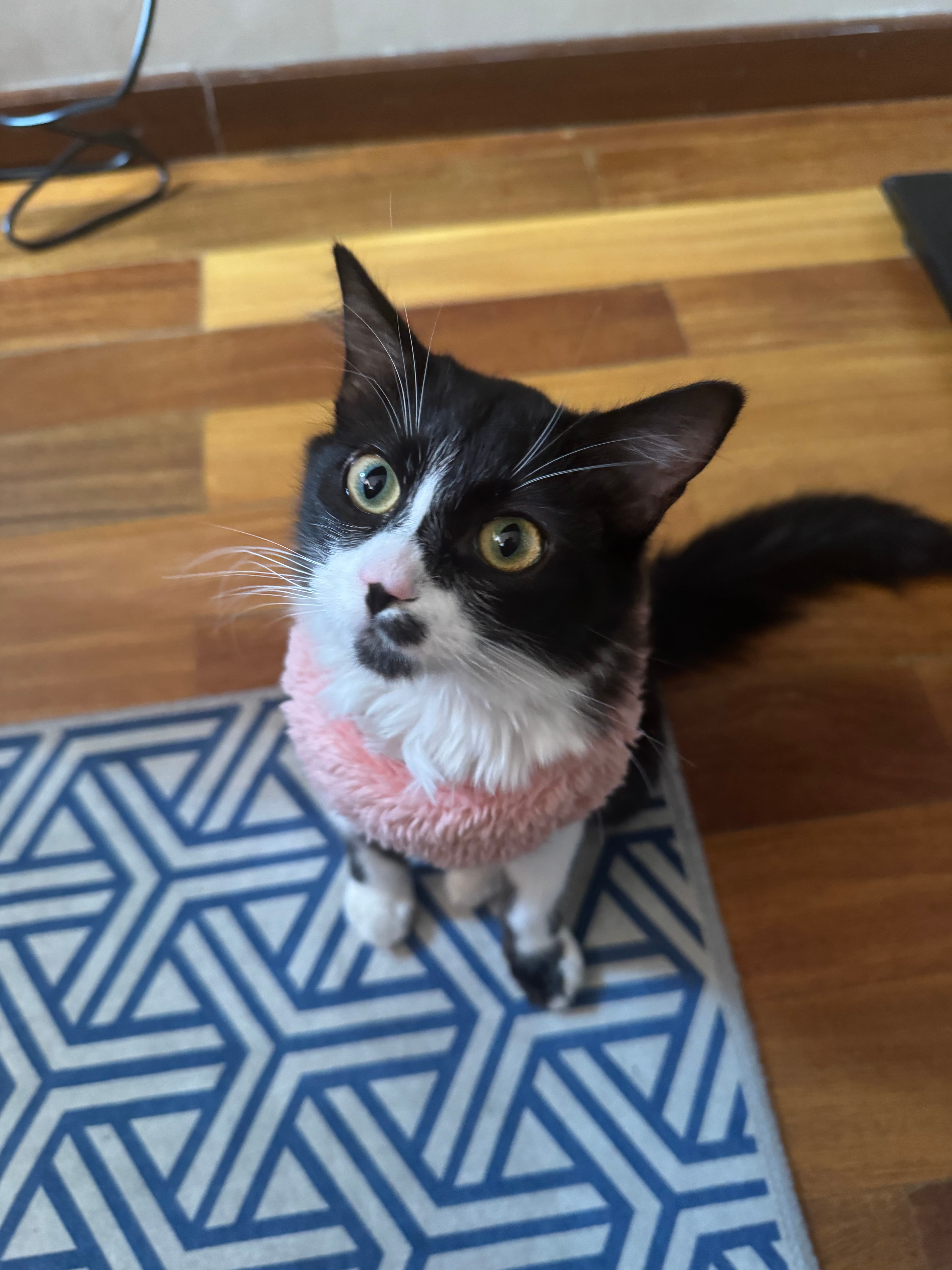 Lola